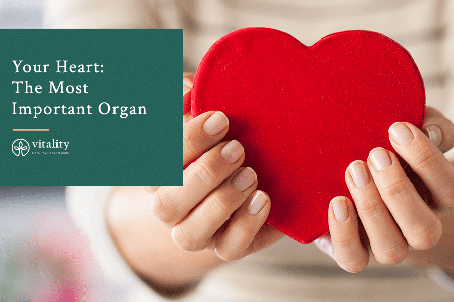 Your Heart The Most Important Organ